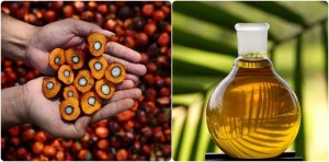 La verdad sobre el aceite de palma. bolsas ecologicas ebags publicidad